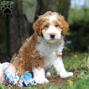 Chance, Mini Bernedoodle Puppy